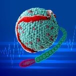 Globale Erkenntnisse aus der INTERASPIRE-Studie: Kartierung der Lipoprotein(a)-Prävalenz bei koronarer Herzkrankheit in sechs WHO-Regionen